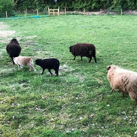 Bloemenboerderij-aperloo * 't Harde