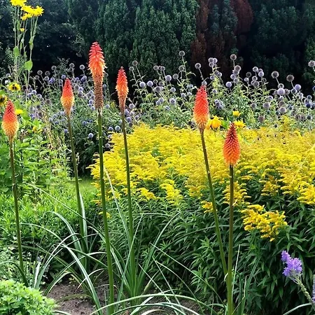Bloemenboerderij-aperloo * 't Harde