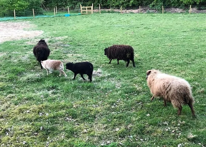 Bloemenboerderij-aperloo * 't Harde